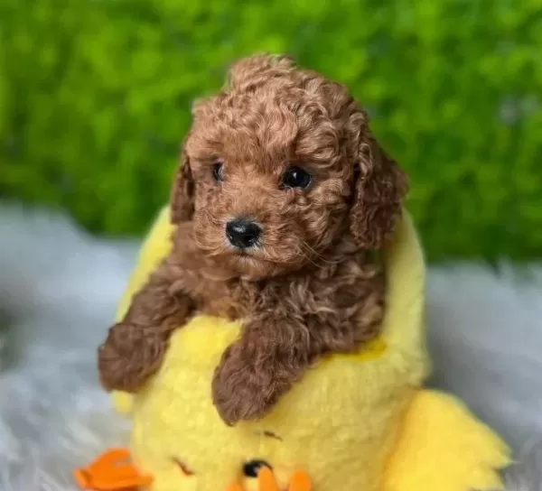 Tatlilik Abidesi Toy Poodle bebeğimiz