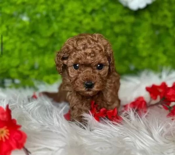 Tatlilik Abidesi Toy Poodle bebeğimiz