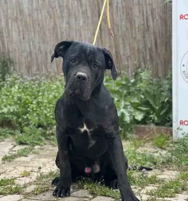 Eğitimli Genc Cane Corso