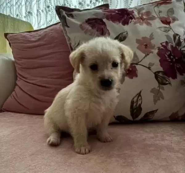 Maltese Terrier 2 Aylık Disi Bebek