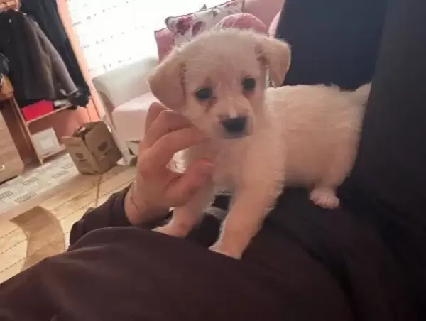 Maltese Terrier 2 Aylık Disi Bebek