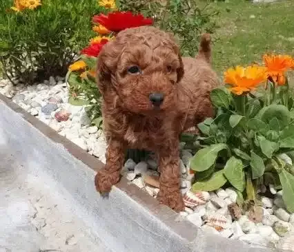 Sımarık Ve Oyuncu Ama Bi O Kadarda Tatlı
