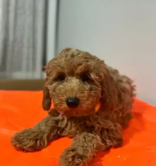 Yogun Kızıl Dalgalı Poodle