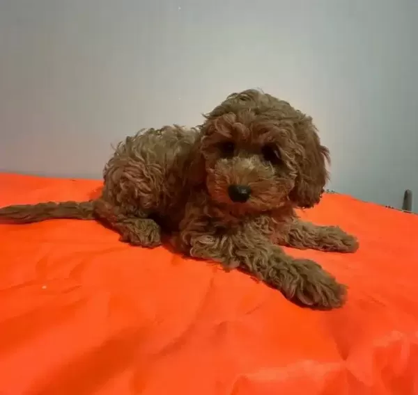 Yogun Kızıl Dalgalı Poodle