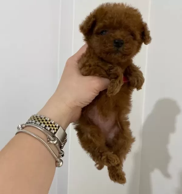 Koyu Kızıl Teacup Poodle