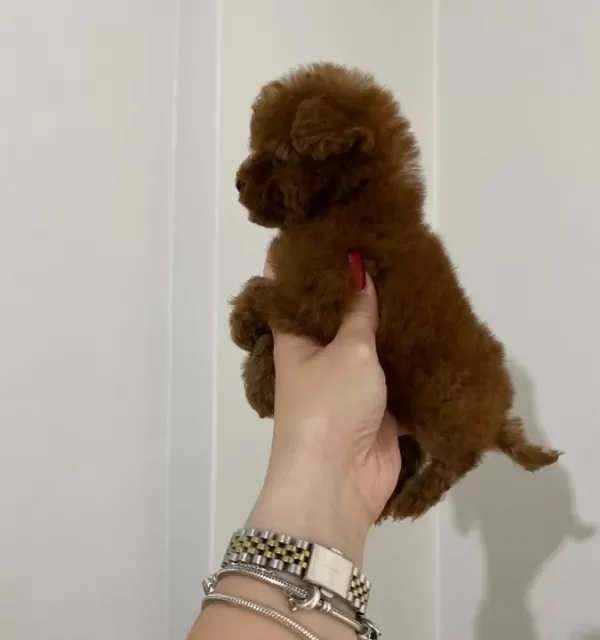 Koyu Kızıl Teacup Poodle