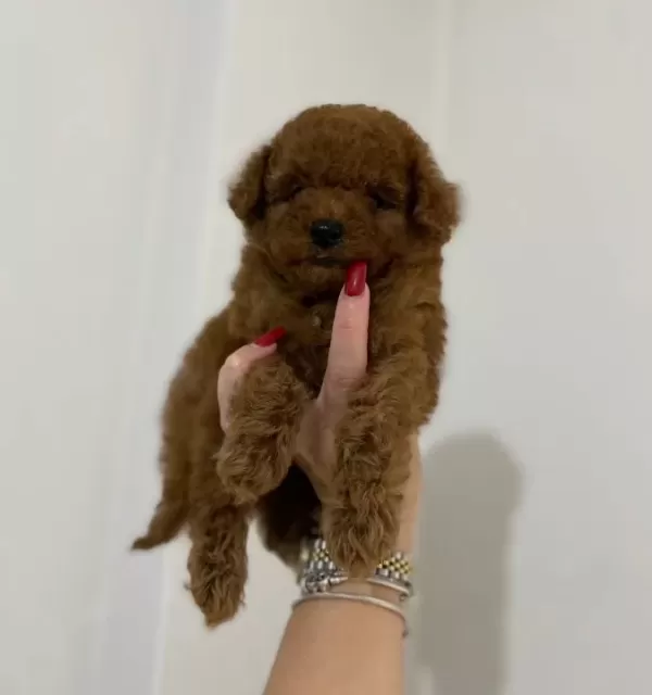 Koyu Kızıl Teacup Poodle