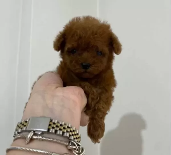 Koyu Kızıl Teacup Poodle