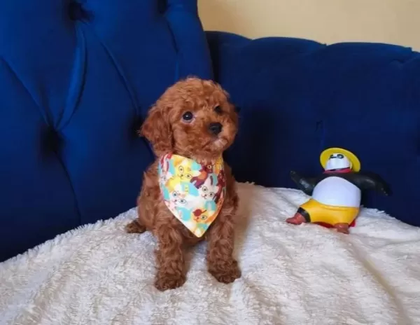 Kıvırcık Neşe Yumağı Poodle