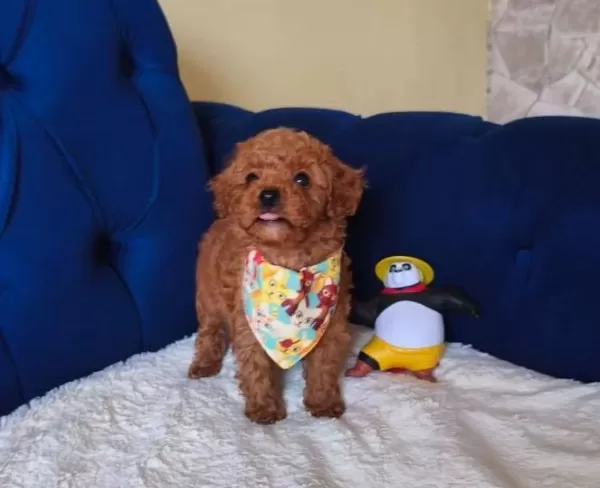 Kıvırcık Neşe Yumağı Poodle