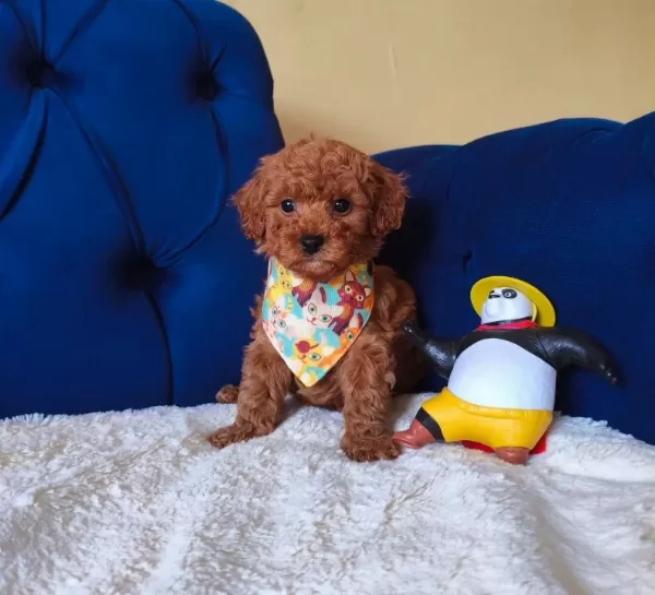 Kıvırcık Neşe Yumağı Poodle