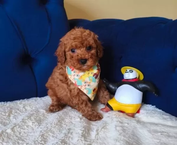 Kıvırcık Neşe Yumağı Poodle