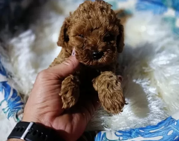 Anne Altından Kore Toy Poodle Teacup Bebişler