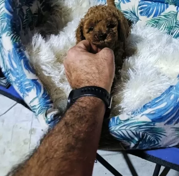 Anne Altından Kore Toy Poodle Teacup Bebişler