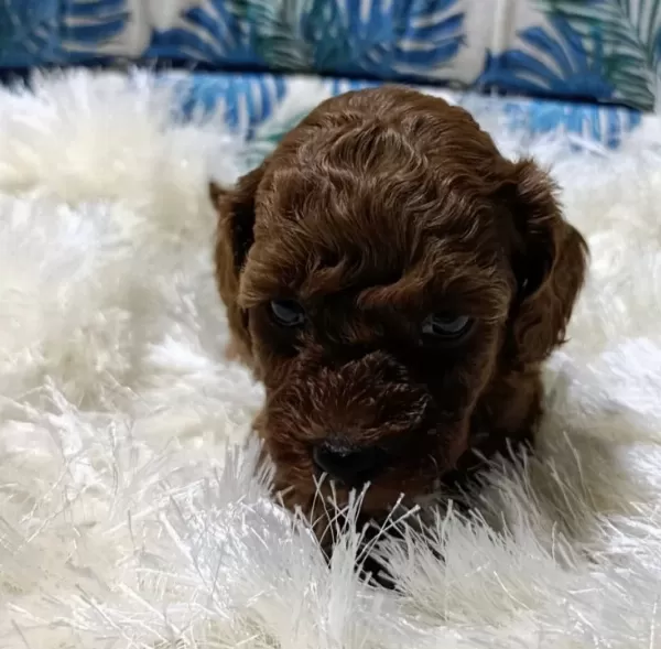 Anne Altından Kore Toy Poodle Teacup Bebişler
