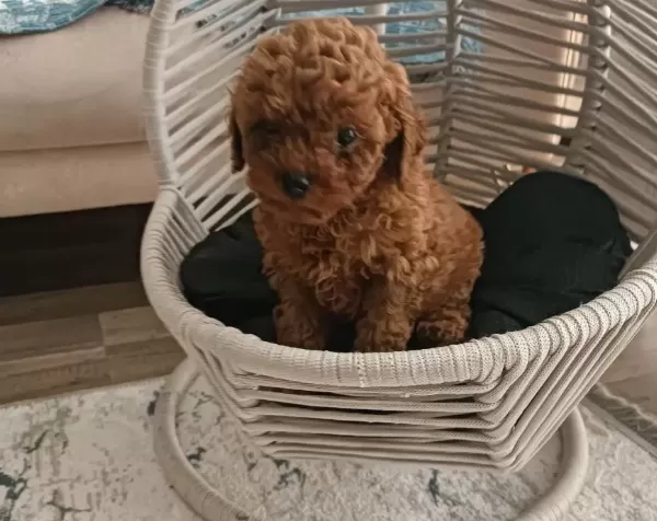 Koyu Kızıl Poodle Yavrumuz