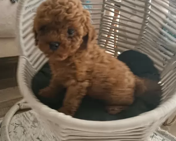 Koyu Kızıl Poodle Yavrumuz