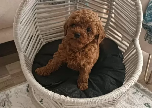 Koyu Kızıl Poodle Yavrumuz