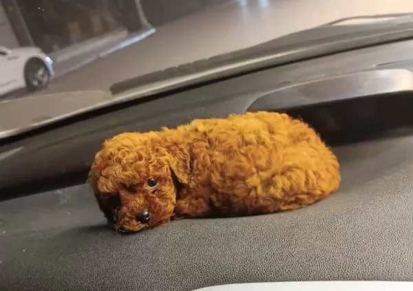 Koyu Kızıl Poodle Yavrumuz