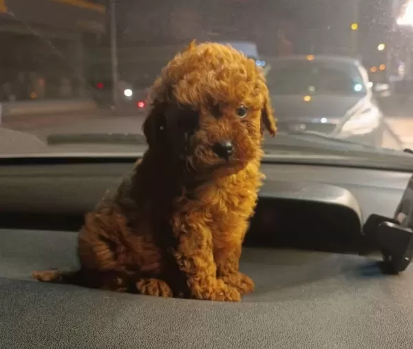 Koyu Kızıl Poodle Yavrumuz