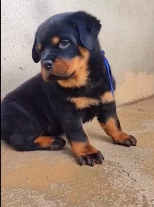 A Kalite Rottweiler Bebekler