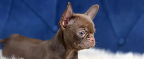 Cikolata Renk Egzotik Elma Kafa Teacup Chihuahua Yavrusu