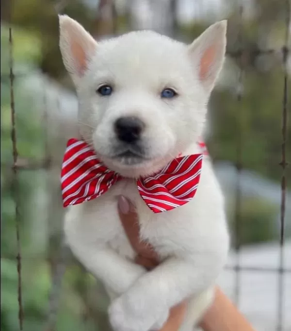 Mavi Gozlu Beyaz Husky Yavruları