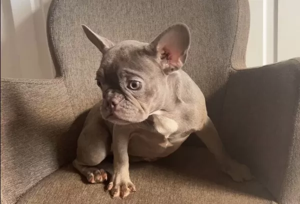 Ev Ortamında Buyuyen Karizmatik French Bulldog Yavruları