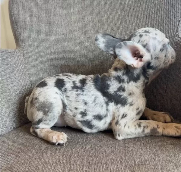 Ev Ortamında Buyuyen Karizmatik French Bulldog Yavruları
