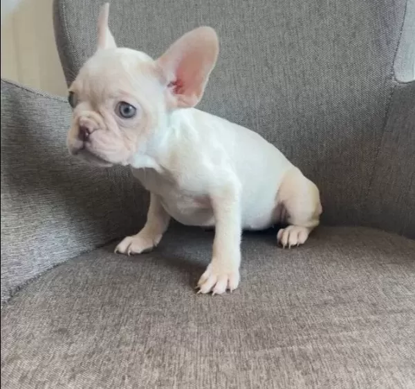 Ev Ortamında Buyuyen Karizmatik French Bulldog Yavruları