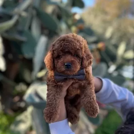 A Kalite Kg Garantili Toy Poodle Bebekler Hazır