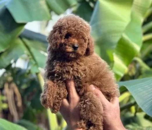 A Kalite Kg Garantili Toy Poodle Bebekler Hazır