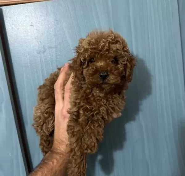 A Kalite Kg Garantili Toy Poodle Bebekler Hazır