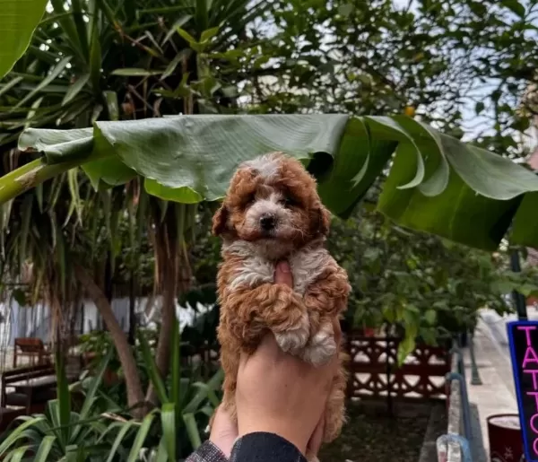 F1 Maltipoo Bebeklerimiz Numara Irk Ve Sağlık Garantili