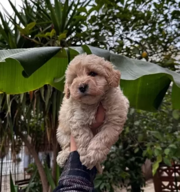 F1 Maltipoo Bebeklerimiz Numara Irk Ve Sağlık Garantili
