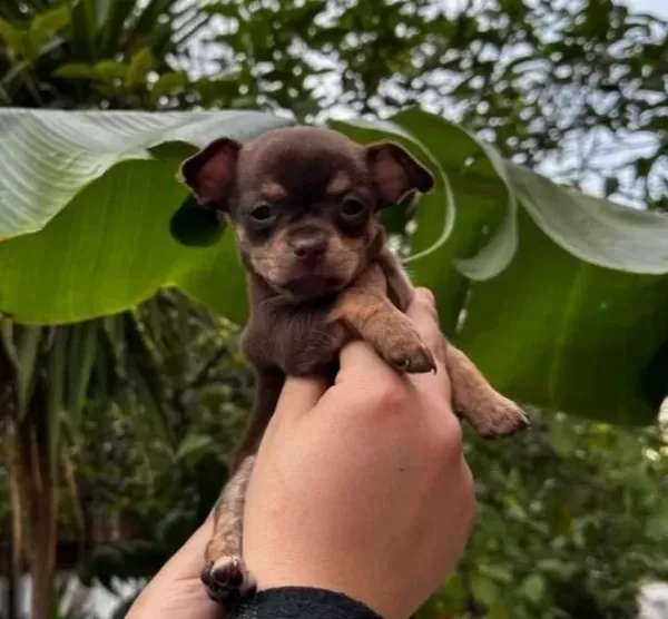 Teacup Kahverengi Cikolata Elma Kafa Chihuahua