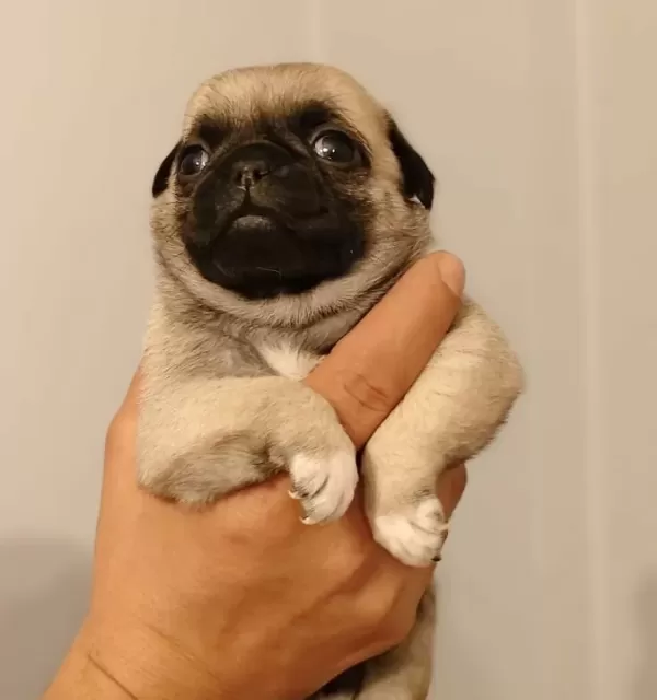 Bebek yüzlü Pug Mops Bebeklerimiz Hazır