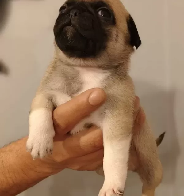 Bebek yüzlü Pug Mops Bebeklerimiz Hazır