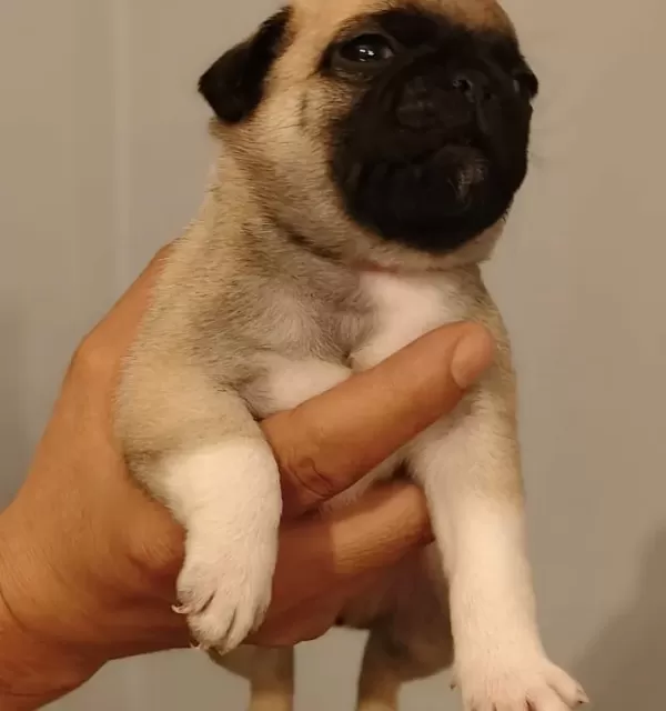 Bebek yüzlü Pug Mops Bebeklerimiz Hazır