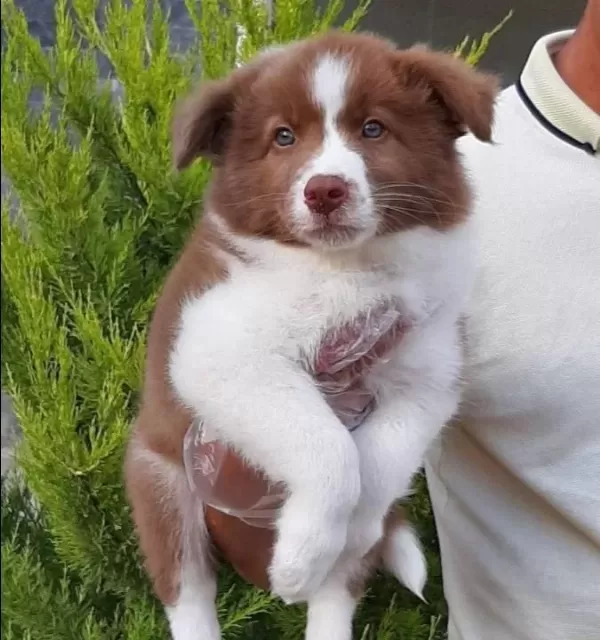 Cekmekoy De Karakteri Saglam Border Collie Akıllı Bıcırıklar