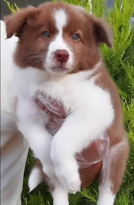 Cekmekoy De Karakteri Saglam Border Collie Akıllı Bıcırıklar
