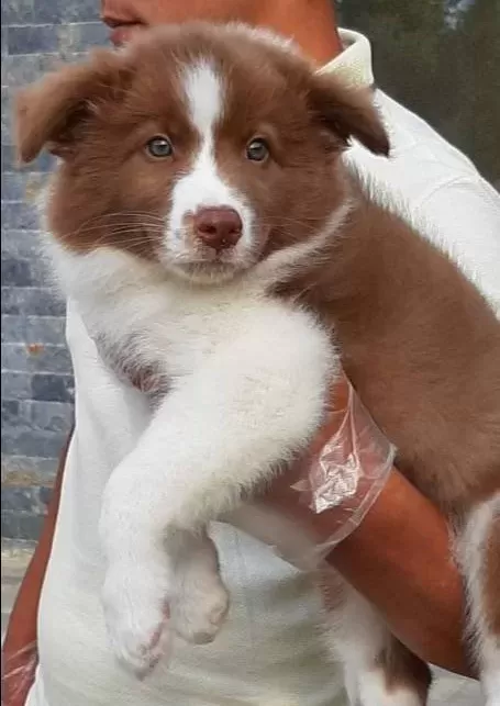 Cekmekoy De Karakteri Saglam Border Collie Akıllı Bıcırıklar