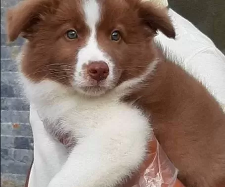 Cekmekoy De Karakteri Saglam Border Collie Akıllı Bıcırıklar