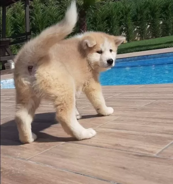 Maske Suratlı Japon Akita Inu Yavruları Istanbul