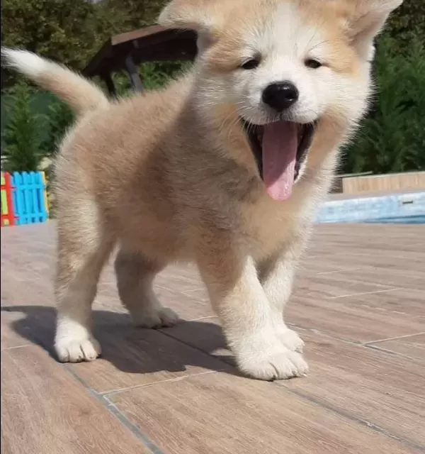 Maske Suratlı Japon Akita Inu Yavruları Istanbul