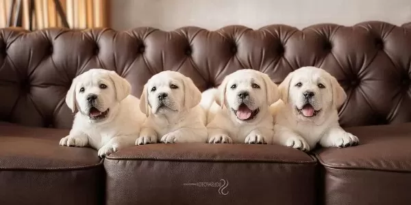 Evde Bakıma Uygun Cekmekoy Labradorları