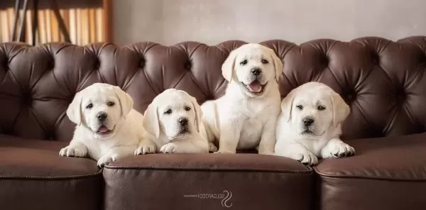 Evde Bakıma Uygun Cekmekoy Labradorları