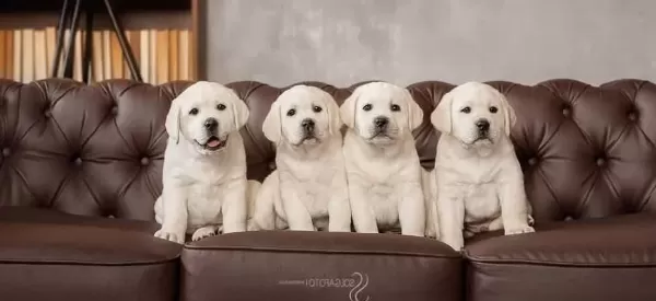 Evde Bakıma Uygun Cekmekoy Labradorları