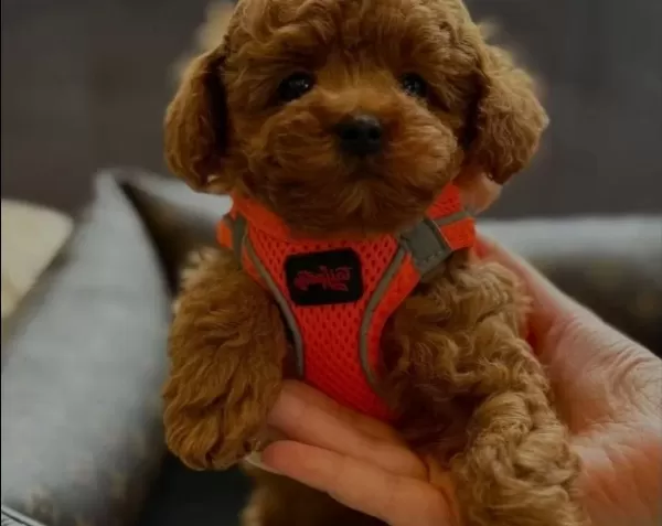 Magazamızdan Kıvırcık Kurklu Orjinal Poodle Bebekler
