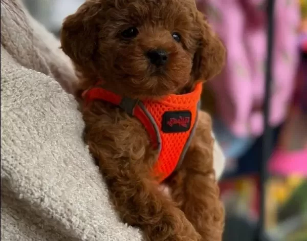 Magazamızdan Kıvırcık Kurklu Orjinal Poodle Bebekler